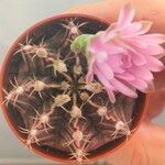 Gymnocalycium stenopleurum List