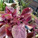 Coleus scutellarioides Lehti