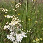 Filipendula vulgaris Flower