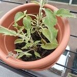 Salvia fruticosa Yaprak