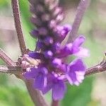 Verbena hastata Flower