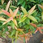 Syzygium jambos Frunză
