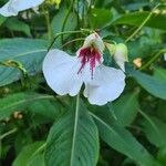 Impatiens tinctoria Цвят