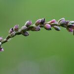 Persicaria decipiens Folha