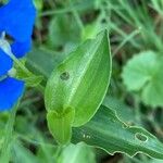 Commelina cyanea Hoja