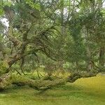 Melaleuca linariifolia Buveinė