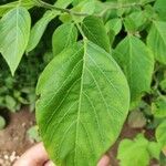 Lonchocarpus phaseolifolius Leaf