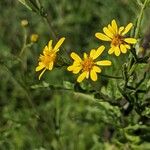 Jacobaea erucifoliaFlower