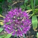 Allium giganteum Flor