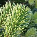 Abies nordmanniana পাতা