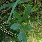 Geum laciniatum Leaf