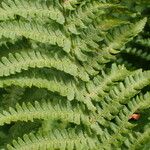 Dryopteris oreades 葉