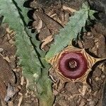 Huernia zebrina പുഷ്പം