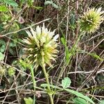 Trifolium squarrosum Blomst