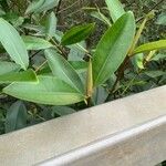 Rhizophora racemosa Лист