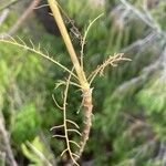 Sonchus leptocephalus Žievė