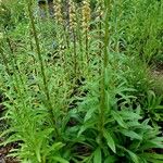 Digitalis ferruginea (Wuchsform)