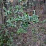 Elaeagnus umbellataFolio