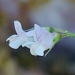 Vicia tetrasperma Цветок