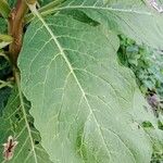 Phytolacca acinosa Leaf