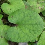 Petasites pyrenaicus Leaf