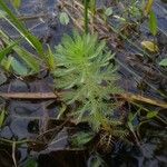 Myriophyllum aquaticum Hoja