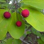 Ilex mucronata Frucht