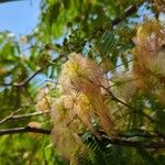 Albizia julibrissinFlower