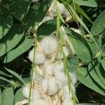 Astragalus sieversianus Fruit