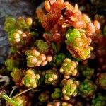 Sedum alpestre Blad