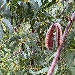Acacia implexa Gyümölcs