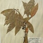 Dodecadenia grandiflora Diğer