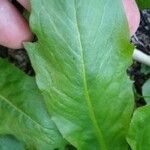 Eryngium foetidum 葉
