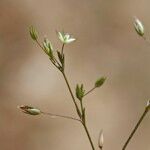 Minuartia mediterranea Mosusu