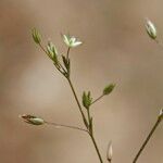 Sabulina mediterranea Arall