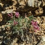 Astragalus incanus Hábitos