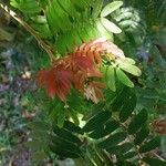 Calliandra surinamensis 葉