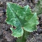 Cyclamen hederifolium Leaf