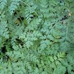 Corydalis cheilanthifolia Blad