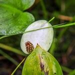 Calla palustrisKvět