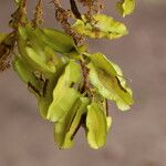 Combretum adenogonium Fruit