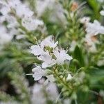 Veronica brachysiphon Λουλούδι