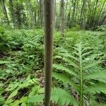 Populus tremuloides പുറംതൊലി