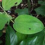 Polygonatum biflorum Foglia