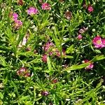 Gypsophila muralis Libunga
