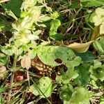 Silene baccifera Hoja