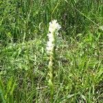 Spiranthes romanzoffiana Цветок