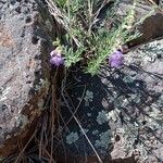 Penstemon linarioides Flor