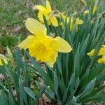 Narcissus pseudonarcissus Õis
