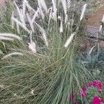 Pennisetum setaceum Habit